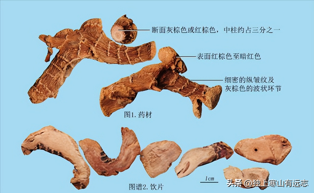 干姜和生姜的区别，生姜和干姜的区别（来自姜科家族的中药）