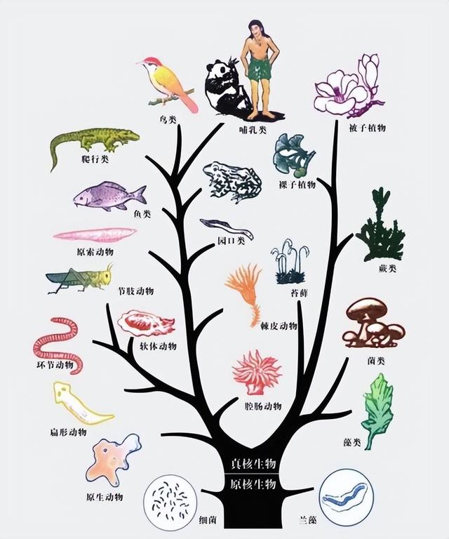 先有鸡还是先有蛋标准答案，先有鸡还是先有蛋正确答案（6.1亿年前化石给出答案）