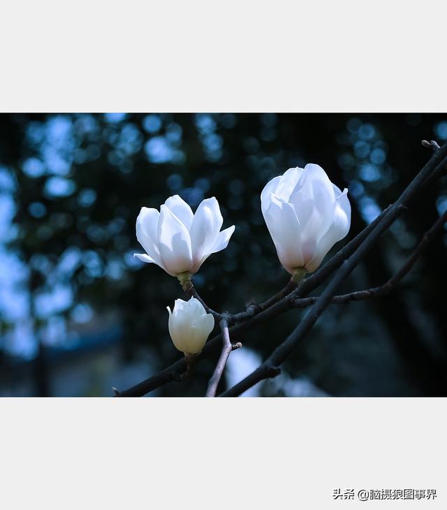 浪漫之花朵，一朵鲜花的浪漫（实拍26张玉兰花的照片图片）