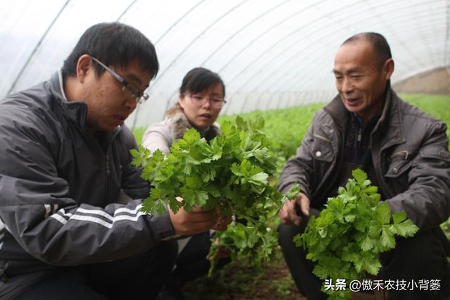 3的立方根是多少，3的3次方是多少（才能让蔬菜长得好、产量高、收益高）