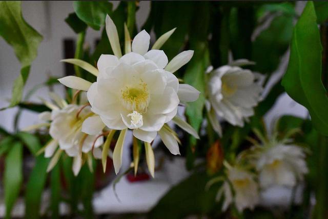 一个绿萝三个啥 阴气重三个鬼，一个绿萝三个啥（6种漂亮花“不吉利”）