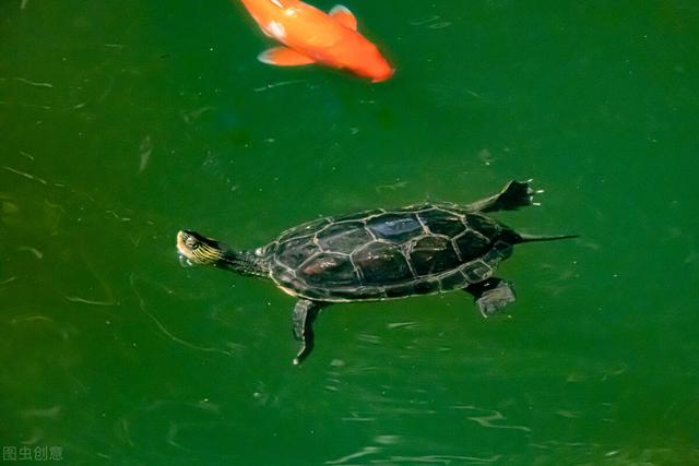 巴西龟可以吃吗，自养的巴西龟能吃吗（巴西龟在我国泛滥成灾）