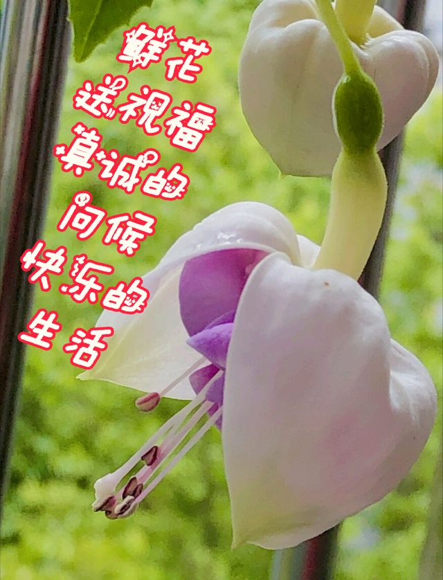 鲜花朋友圈配什么文字，朋友圈晒鲜花配什么文字（愿您寒冬温暖纯良不舍爱）