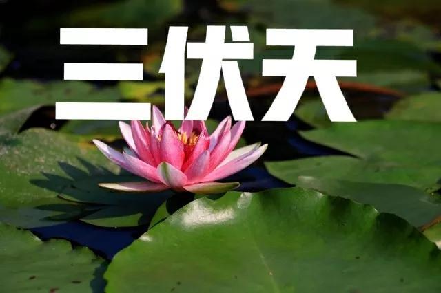 2022年夏至及三伏日期 三伏天最热，2022年夏至及三伏日期（2022年三伏天有多少天）