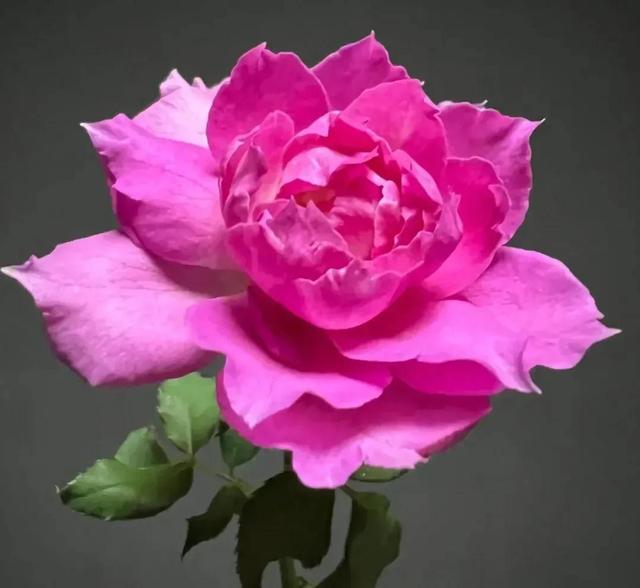 繁花似锦下一句是什么，一路繁花似锦下一句是什么（美醉你的心田）