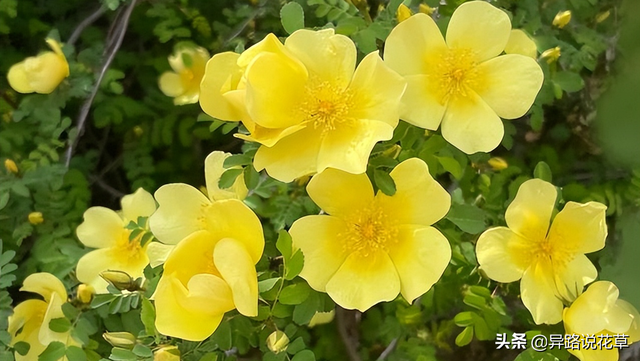 格桑花是什么花，格桑花有哪些特性（秋英、翠菊、金露梅到底是哪种花）