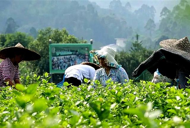 中国十大茉莉花茶，中国十大茉莉花茶叫什么雪（峨眉雪芽飘雪荣获2022全国茉莉花茶十大创新品牌）