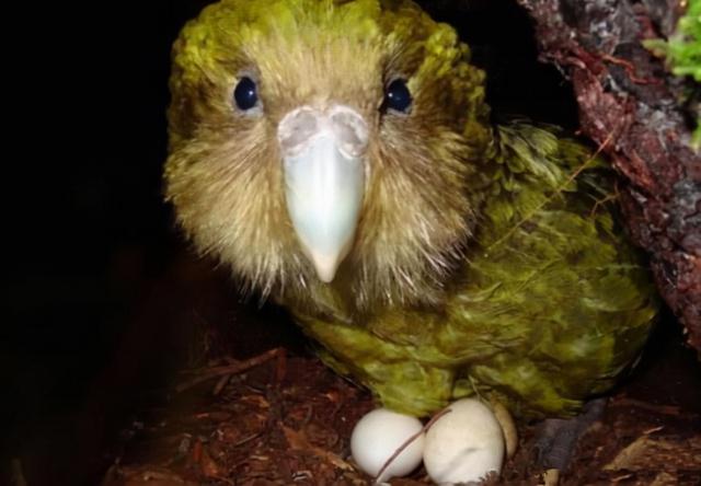 鸮和猫头鹰区别，领角鸮和猫头鹰区别（最大的鹦鹉却不会飞）