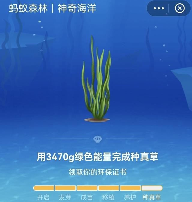 蚂蚁森林怎么玩，最全支付宝蚂蚁森林种树攻略（第11海域开启）