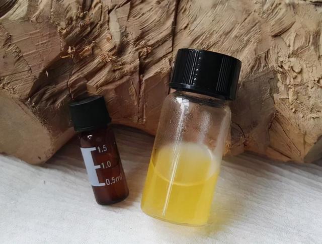 檀香木盆景图片，檀香木盆景养护与制作方法（它的生长好似半个动物孕化过程）