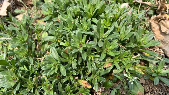 什么野菜适合蒸着吃，春天最该吃的不是荠菜