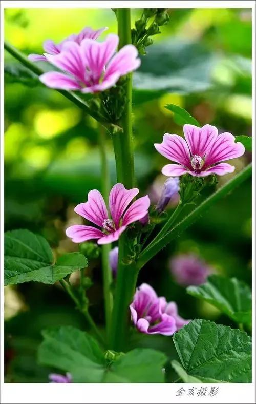 锦葵花寓意，锦葵花花语是什么（小巧精致的锦葵花）