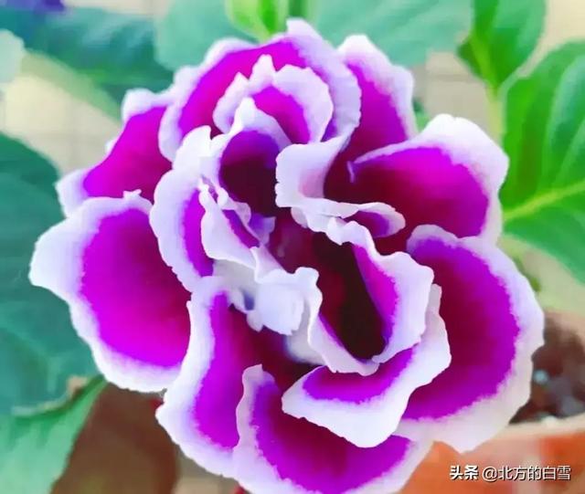 四字词语鲜艳夺目如何怎么样造句子，形容色彩鲜艳绚丽的四字词语（美丽动人的花花）