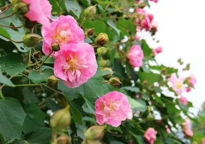 芙蓉是什么花，水中芙蓉是什么花（醉芙蓉最为名贵）