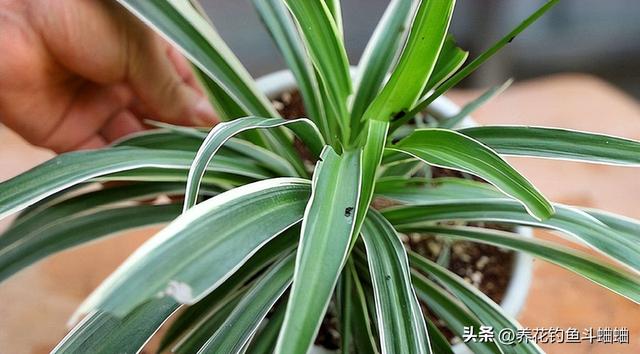 紫背万年青的养殖方法，紫背万年青怎么养殖（随手拍张照片就是一幅画）