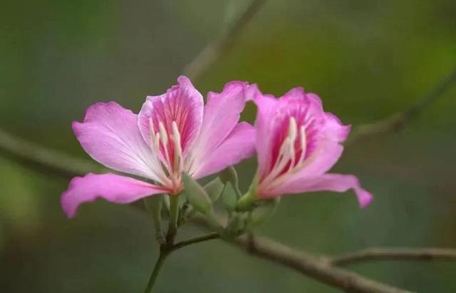 梧桐花的花语和寓意，爱校园——花花世界