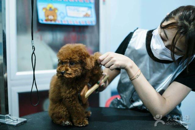 狗狗最害怕哪些东西，狗狗最害怕的7件事