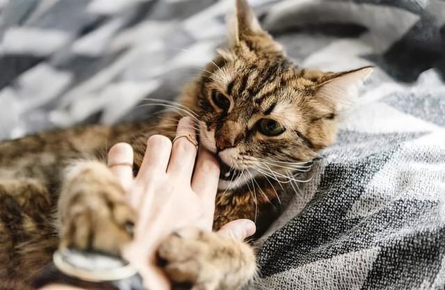 女人梦到被猫咬到手是什么寓意，女生梦到被猫咬到手（猫咪“轻咬”主人代表的含义）