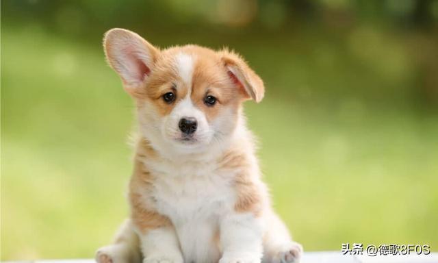 狗狗排行榜之“最可爱”的几种狗，种最可爱的泰迪熊犬种