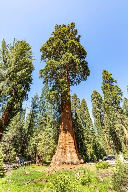 世界上最高的地方，比珠穆朗玛峰还高的山（‖美国加州红杉树‖巨树国家公园）