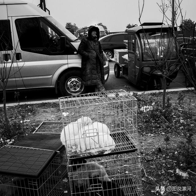 宠物市场在哪里，成都的宠物狗市场在那里呀（漯河宠物市场印象）