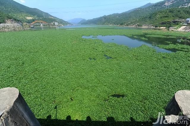 世界上最大的蜈蚣，世界最大的蜈蚣有多大（中国海关查获5条海外“巨型”蜈蚣）