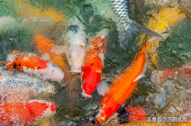 关于鱼的吉祥话，关于鱼的吉祥语（各种观赏鱼寓意着什么你知道吗）