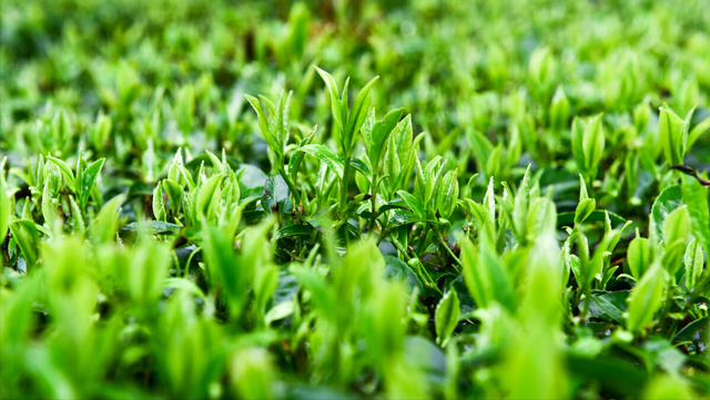 咸宁即将开建的高速公路，作为鄂赣两省新通道