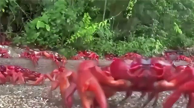 澳大利亚红蟹能吃吗，澳大利亚圣诞岛红蟹能吃吗（澳大利亚圣诞岛红蟹大迁徙）