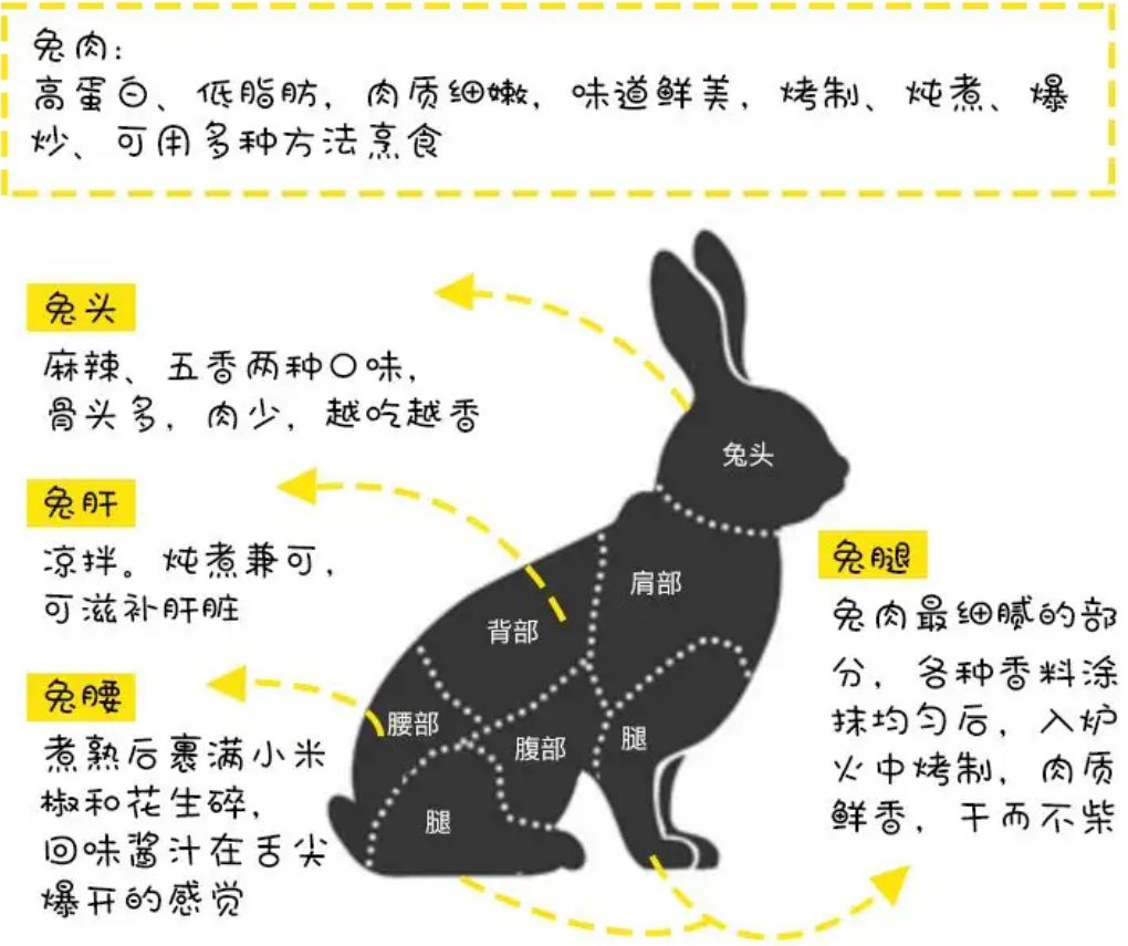 兔子的详细介绍图片