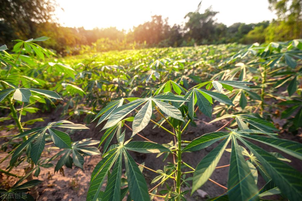 木薯属的一种多年生灌木植物,它的茎干长得十分高大,粗壮,就和一棵树