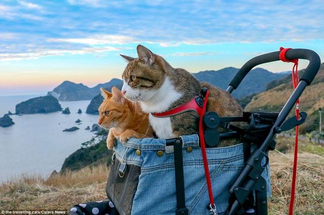 家里养猫对人的身体有什么危害，屋里养猫对人巨大的坏处是什么（养猫有这6种坏处，你能接受吗）