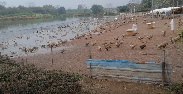 正规的养鸭合作公司，养鸭子赚钱吗（新手养鸭必读）