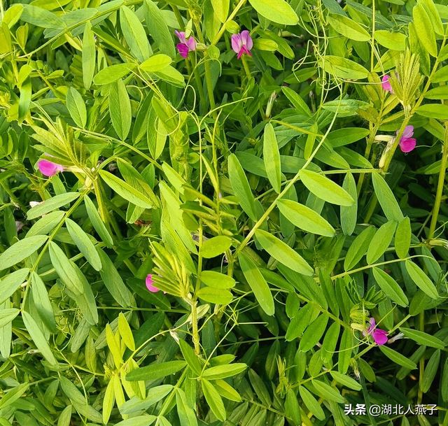 春天能吃的野菜大全，春天都有哪些野菜可以吃（送你63种野菜大图鉴）
