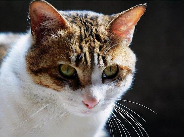 帕拉斯猫，已经被“禁养”了（帕拉斯猫会咬人吗）