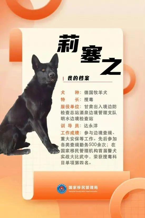 汪汪队立大功百科,汪汪队立大功人物介绍(国家首批功勋犬简历曝光) 汪汪队立大功百科,汪汪队立大功人物介绍(国家首批功勋犬简历曝光)