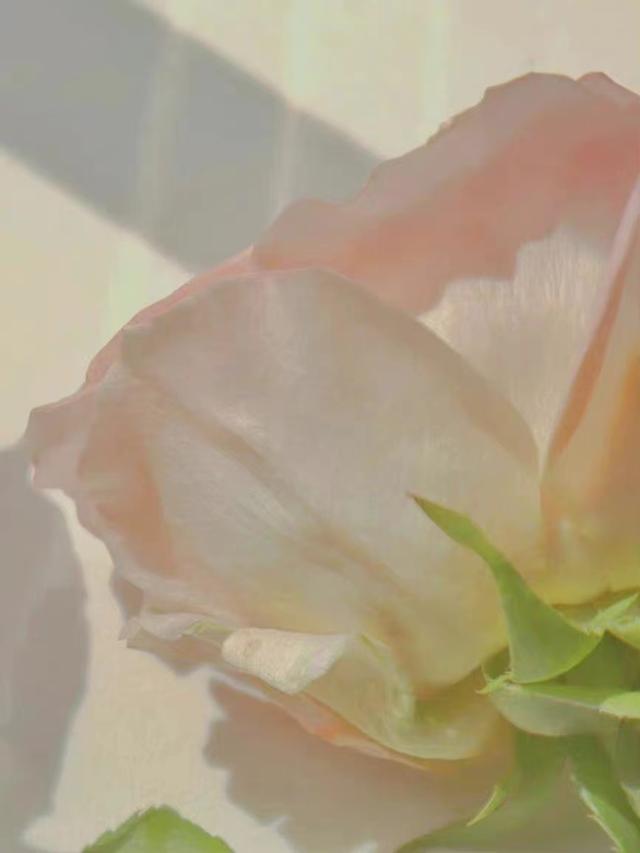 特别可爱的长句子，可爱句子长句（可爱的情话句子）