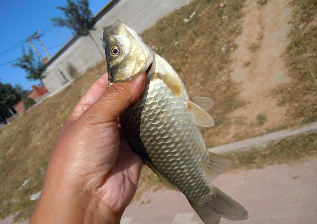 鯽魚吃什麼食物(弄清楚野外鯽魚的食性特徵) - 去釣魚