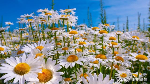 人心换人心的经典语录，人心换不来人心的感慨（以真换真；感情都是相互的）