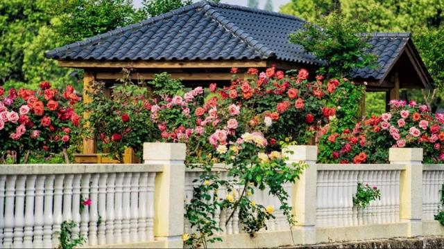 玫瑰花什么时候开，玫瑰花一般在什么时间开花（香草伊甸园玫瑰花开正艳）