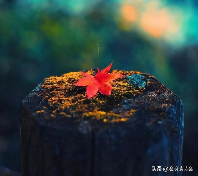 与春有关的诗句，与春花有关的诗句（愿你归来仍有少年情）