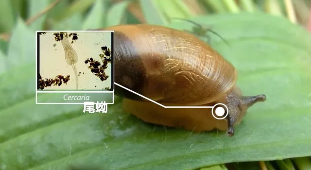 蜗牛的身体结构，蜗牛的主要身体结构和作用（在中国泛滥成灾的非洲大蜗牛）