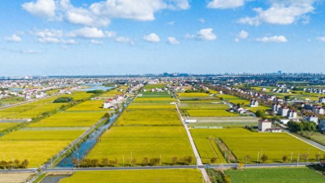 国庆来浦东书院，3条乡村文旅线路体验农耕生活、自然野趣