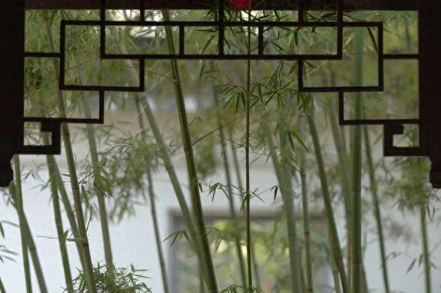 竹林秘境避暑，魔都闹中取静好去处→