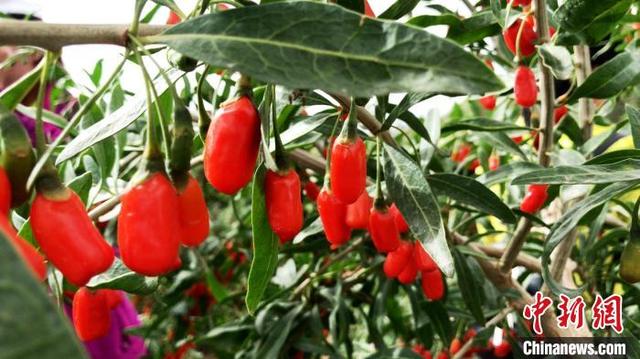 十大优品店排名，母婴店品牌排行榜（浙江温州“青藏优品”十大示范门店集中开业）