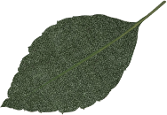 杨贵妃荔枝，杨贵妃荔枝怎么送的（杨贵妃吃荔枝背后的中国气候变迁）