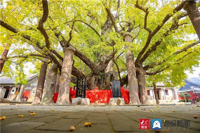 银杏蕴含着什么象征意义，银杏蕴含着什么象征意义呢（经山历海赏秋光⑧丨云赏千年银杏美景）