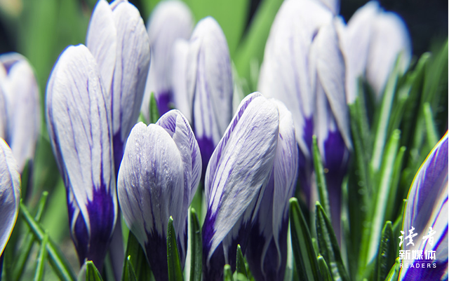 书籍是全世界的营养品，书籍从你的全世界路过（10位名家这样说）