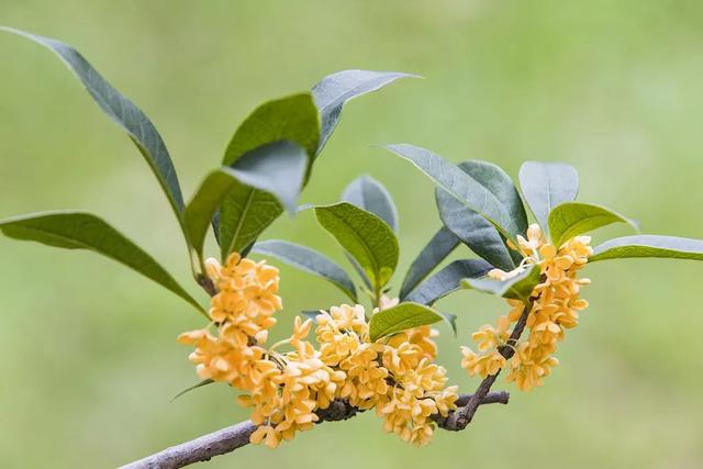 木犀果实可不可以吃（止咳喘、暖脾胃、去疲劳）