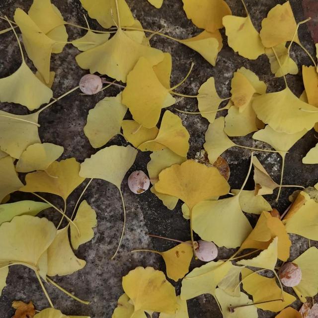 开心果是银杏果吗，银杏果是不是开心果（又到一年银杏黄）